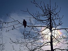 Sunset Perch, Bald Eagle